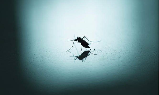 Γιατί υπάρχουν κουνούπια σπίτι σας μήνα Δεκέμβριο - Δείτε τι συμβαίνει και τι ρόλο παίζει το "όριο των 10" - Media