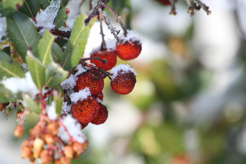 Έρχεται πρωτοχρονιάτικος χιονιάς – Δείτε χάρτες πρόγνωσης - Media