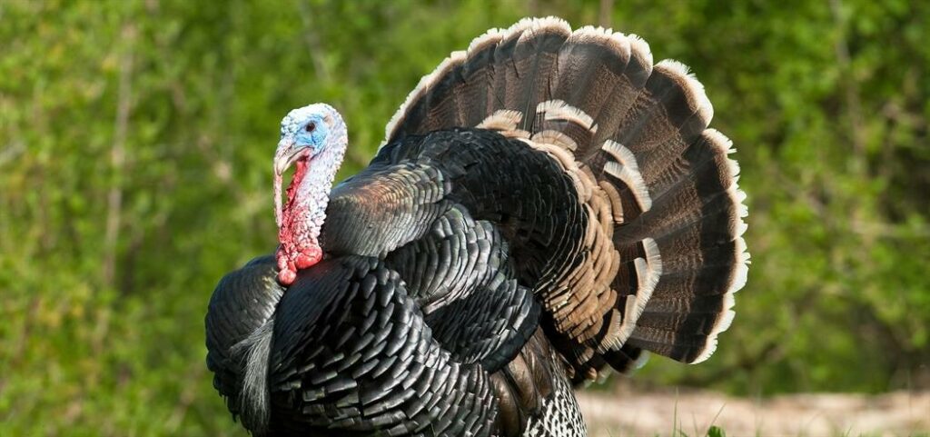 Δέσμευση 10 τόνων γαλοπούλας στον Πειραιά - Media