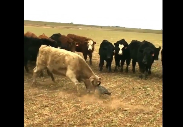 Χήνα νομίζει ότι είναι… ταυρομάχος (Video) - Media