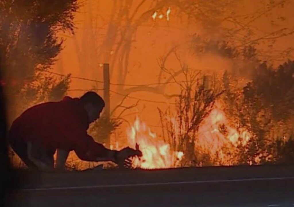 Το video που έγινε viral: Άνδρας σώζει κουνέλι από την πυρκαγιά στην Καλιφόρνια - Media