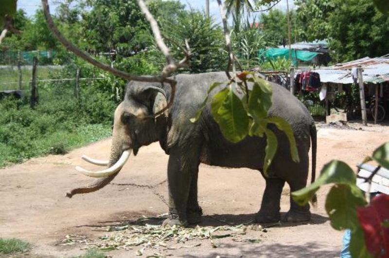 Ελέφαντας σε απόγνωση – Έκανε επιδρομή σε χωριό γιατί πεινούσε - Media
