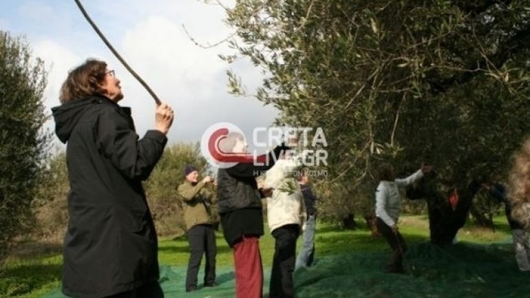 Φιλέλληνες Γερμανοί ήρθαν στην Κρήτη για να μαζέψουν ελιές - Media