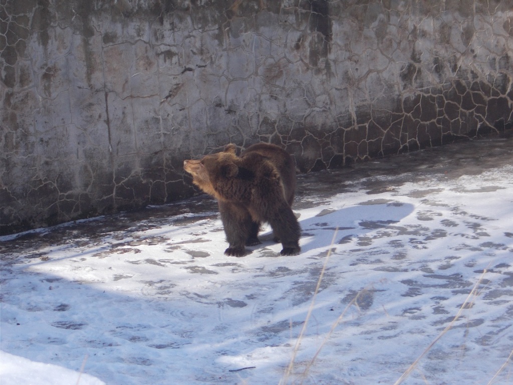Επιχείρηση απεγκλωβισμού αρκούδας από άδεια υδατοδεξαμενή στο Νευροκόπι (Photos) - Media