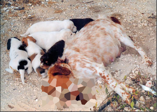 Πυροβόλησαν εν ψυχρώ στο κεφάλι σκυλίτσα την ώρα που θήλαζε τα κουτάβια της - Media