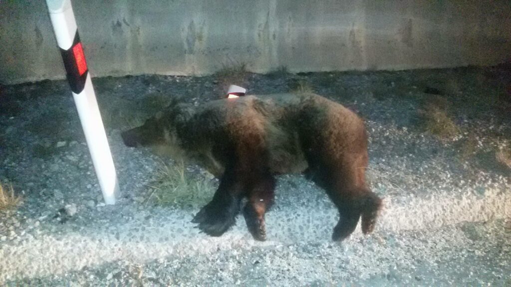 Νεκρή αρκούδα μετά από σύγκρουση με φορτηγό στην Εγνατία Οδό - Media