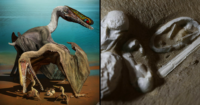 Ανακαλύφθηκαν 215 αυγά πτερόσαυρων με έμβρυα (Video + Photos)  - Media