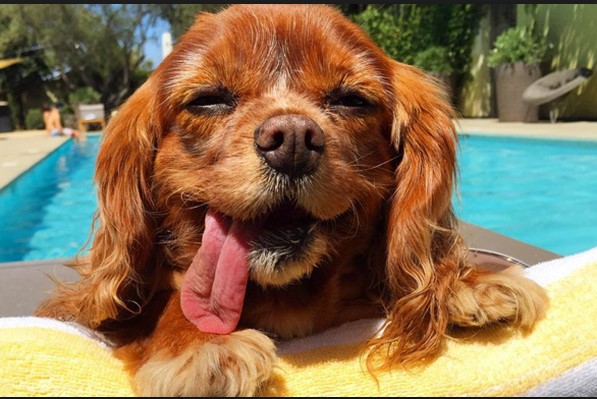 Πέθανε η πιο διάσημη σκυλίτσα των social media -  Puppy mills: Το Άουσβιτς των ζώων - Media