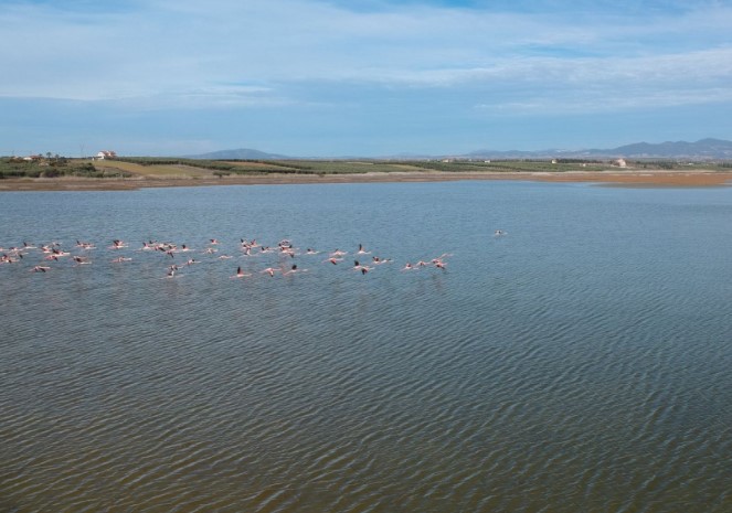 Επέλαση ροζ φλαμίνγκο στον Άγιο Μάμα Χαλκιδικής! (Video) - Media