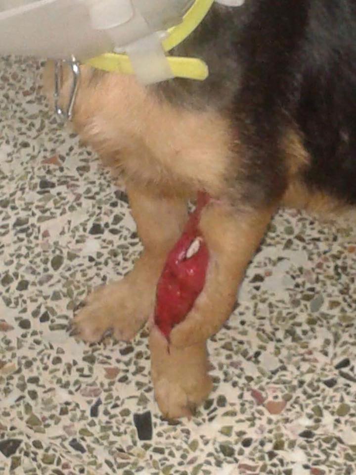 Πάτρα: Νέο περιστατικό κακοποίησης ζώου – Έδεσαν στο λαιμό σκυλίτσας σύρμα (Photo) - Media