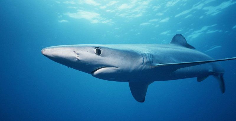 Η βουτιά του τρόμου: Καρχαρίας δάγκωσε 19χρονη (Photos) - Media