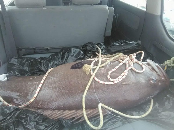 Σίφνος: Έπιασε δύο βλάχους συνολικού βάρους 105 κιλών (video) - Media