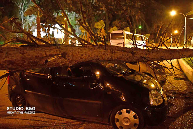 Ναύπλιο: Αυτοκίνητα καταπλακώθηκαν από δέντρα που ξερίζωσε ο αέρας (Photo/Video) - Media