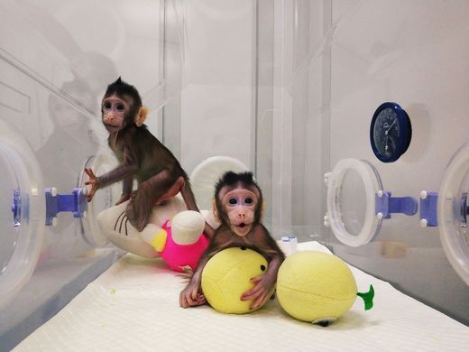 Κινέζοι επιστήμονες κλωνοποίησαν μαϊμούδες – Ένα βήμα πιο κοντά στην κλωνοποίηση ανθρώπων (Video + Photo) - Media