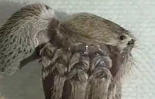 Απόκοσμο: Βίντεο με τριχωτό και τρομακτικό πλάσμα προκαλεί ανατριχίλα στο internet - Media