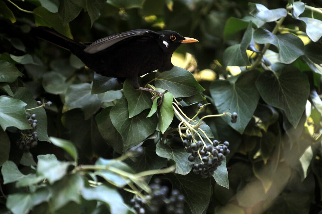 Αλκυονίδες: Καλός ο καιρός και σήμερα - Αναλυτική πρόγνωση - Media