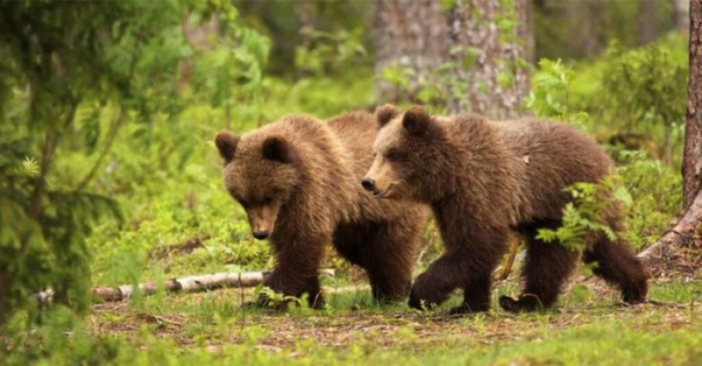 Αρκουδάκια έκαναν βόλτα στην Καστοριά     - Media