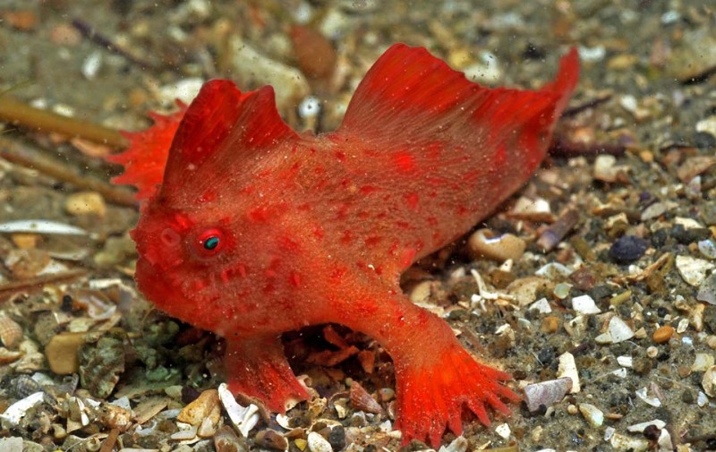 Αυτό είναι το ψάρι με τα κόκκινα χέρια – Το νέος είδος σπάνιου ψαριού που ανακαλύφθηκε στην Αυστραλία  - Media