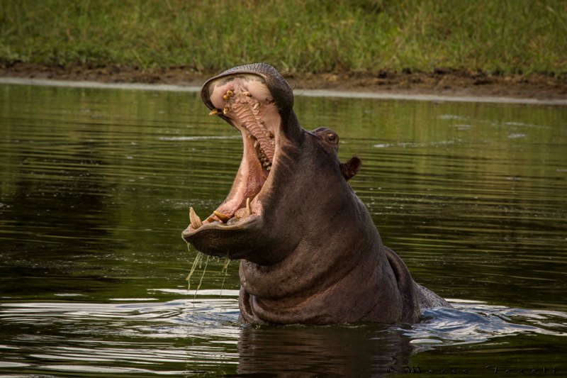 Βρήκε το μάστορά του - Καρχαρίας τα βάζει με ιπποπόταμους, τρέχει να... σωθεί (Video) - Media