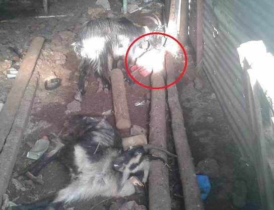 Αρκαδία: Συνελήφθη άνδρας που κακοποιεί μέχρι θανάτου κατσίκες (Photos) - Media