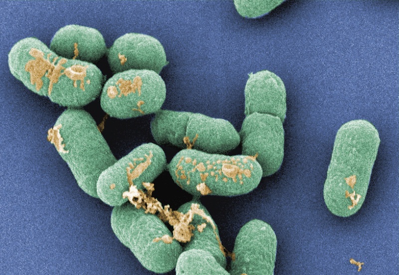 Συναγερμός στην Ευρώπη: Αύξηση των δηλητηριάσεων από λιστέρια - Προσοχή εφιστά ο ΕΦΕΤ - Media