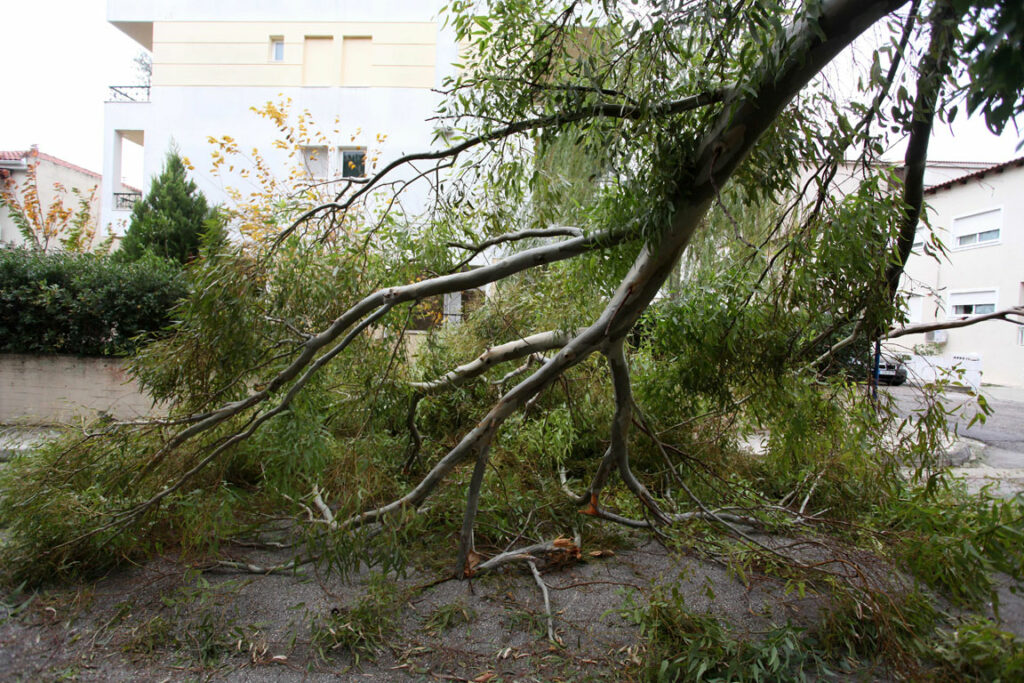 Γέρακας: Χωρίς ρεύμα από το πρωί λόγω βλάβης από πτώση δένδρων σε καλώδια - Media