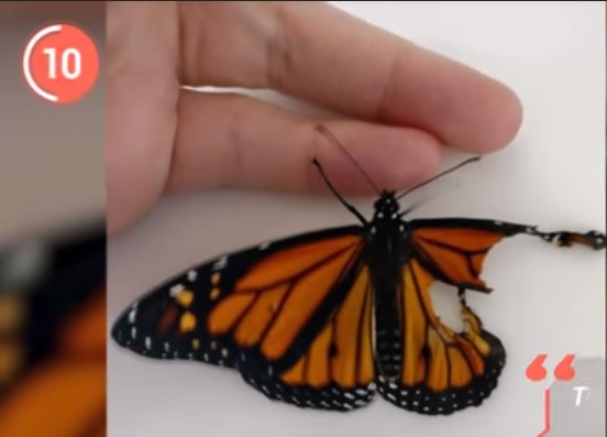 Σχεδιάστρια μόδας έραψε το σπασμένο φτερό πληγωμένης πεταλούδας! (Video) - Media