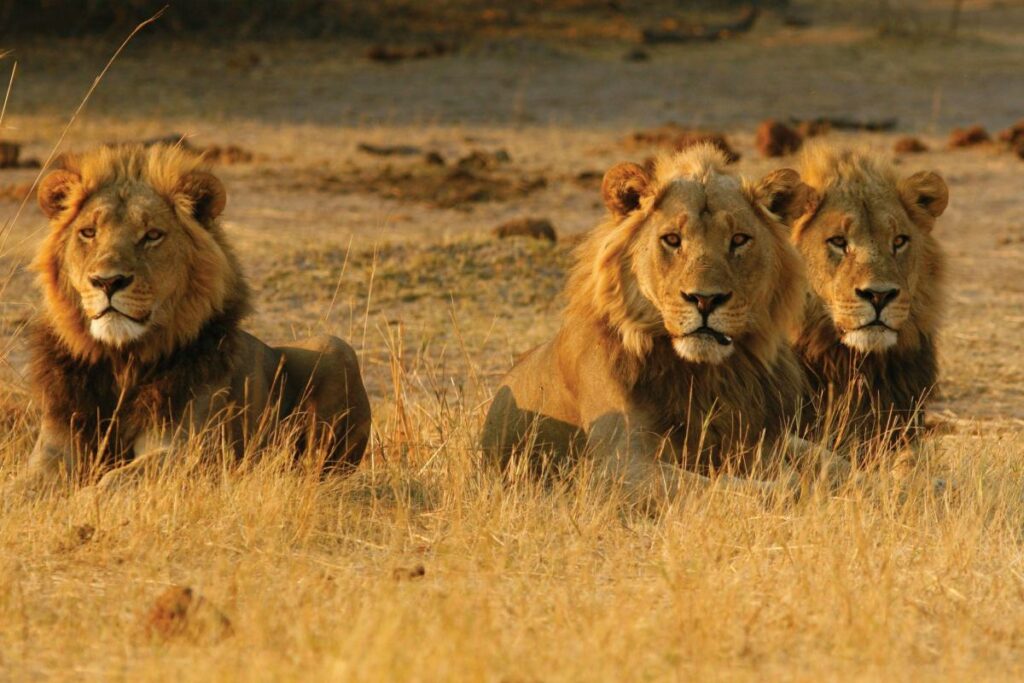 Αγέλη λιονταριών κατασπάραξε λαθροκυνηγό – Βρέθηκε το όπλο δίπλα στα κόκαλά του - Media