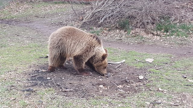 Βρέθηκε νεκρό αρκουδάκι στην Κοζάνη - Media