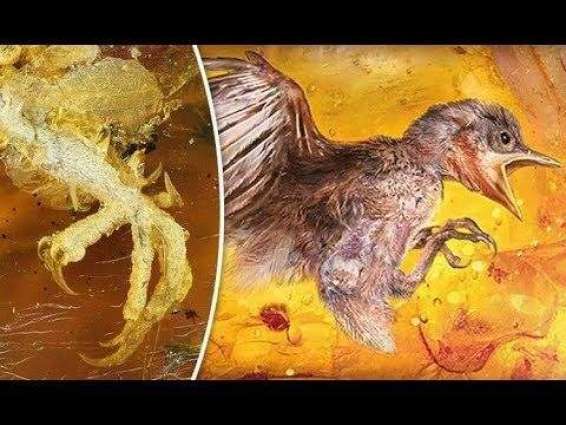 Βρέθηκε προϊστορικό πουλί παγιδευμένο σε κεχριμπάρι (Photos) - Media