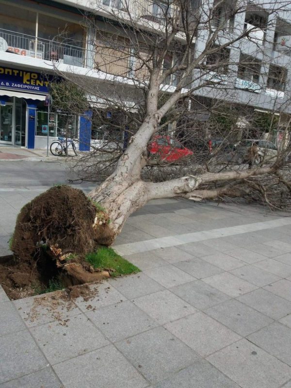 Ισχυροί άνεμοι στα Φάρσαλα ξερίζωσαν δέντρο στην κεντρική πλατεία - Media