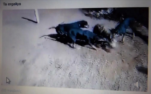 Στη Δίωξη Ηλεκτρονικού Εγκλήματος video με κυνηγόσκυλα να βασανίζουν μικρό αγριογούρουνο - Media