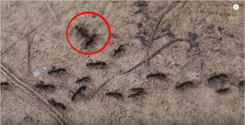 Μυρμήγκια - νοσοκόμοι περιποιούνται τους τραυματίες στο πεδίο της μάχης (Video) - Media