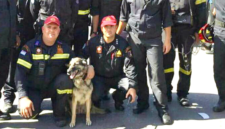 Πέθανε η Κίρκη, ο σκύλος που έσωζε ανθρώπινες ζωές – Θλίψη στην 3η ΕΜΑΚ Κρήτης - Media
