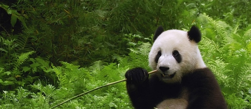 Τα πάντα αν και φυτοφάγα έχουν το ίδιο πεπτικό σύστημα με τα σαρκοφάγα – Τι ερευνούν Κινέζοι επιστήμονες; - Media