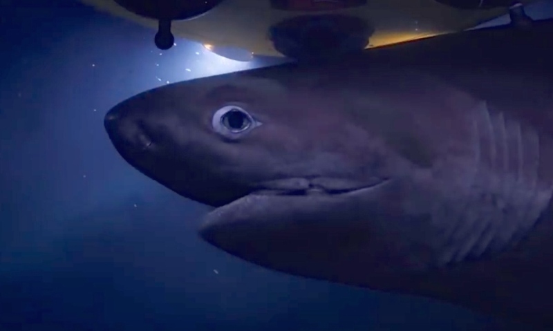 «Δόντια σαν πριόνια» - Βρέθηκε νέο είδος καρχαρία (Photos) - Media