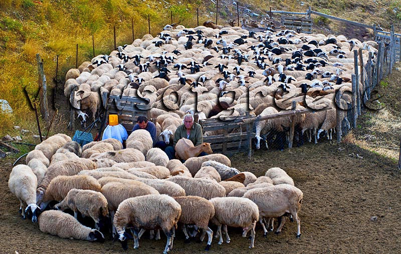 Καρέ-καρέ ο απεγκλωβισμός παιδιού από στάνη στην Καρδίτσα – Από τον θείο του (Video) - Media