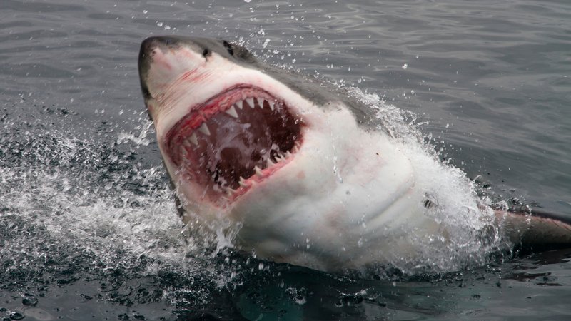Τρόμος στα βάθη: Λευκός καρχαρίας τρώει το κουφάρι νεκρής φάλαινας (Video) - Media