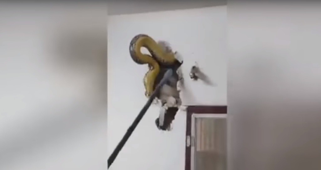 Έβγαλε …πύθωνα 4,5 μέτρων από τον τοίχο του σπιτιού του (Video) - Media