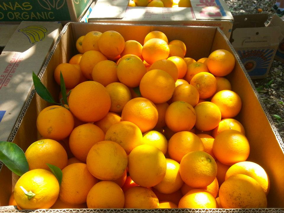 Δεσμευτήκαν 2 τόνοι φρούτα άγνωστης προέλευσης στον Πειραιά - Media