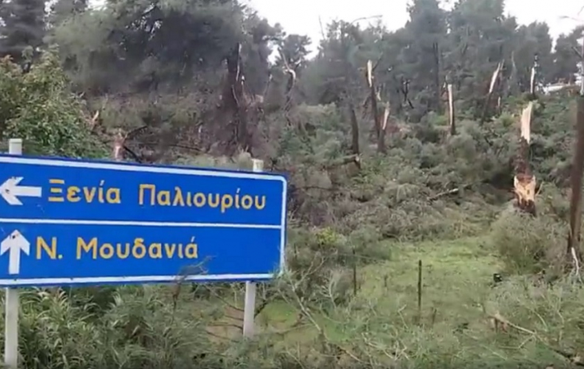 Ανεμοστρόβιλος ξερίζωσε δέντρα στην Κασσάνδρα (Video/Photos) - Media