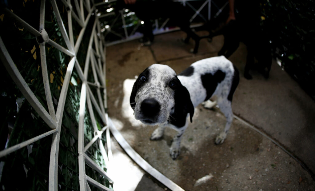 Αποσύρεται το νομοσχέδιο για τα αδέσποτα ζώα μετά τις αντιδράσεις - Media