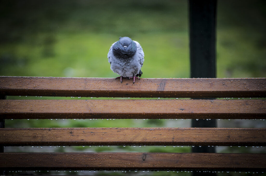 Καιρός: Έρχονται καταιγίδες - Πέφτει η θερμοκρασία - Media