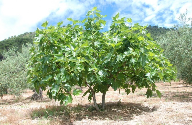 Αυτοκτόνησε Γερμανίδα στην Ηλεία – Την βρήκε κρεμασμένη σε συκιά ο σύζυγός της - Media