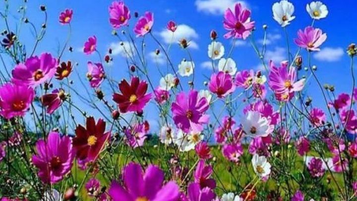 Καιρός: Ηλιοφάνεια και τοπικές βροχές - Media