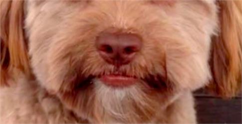 Ο σκύλος που μοιάζει με άνθρωπος τρελαίνει το internet και γίνεται viral (Photos) - Media