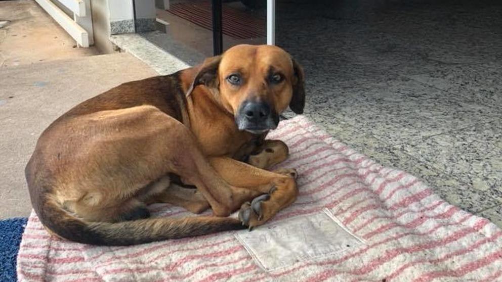Ο Χάτσικο ζει στη Βραζιλία - Σκύλος περιμένει ακόμα στο νοσοκομείο τον νεκρό ιδιοκτήτη του - Media