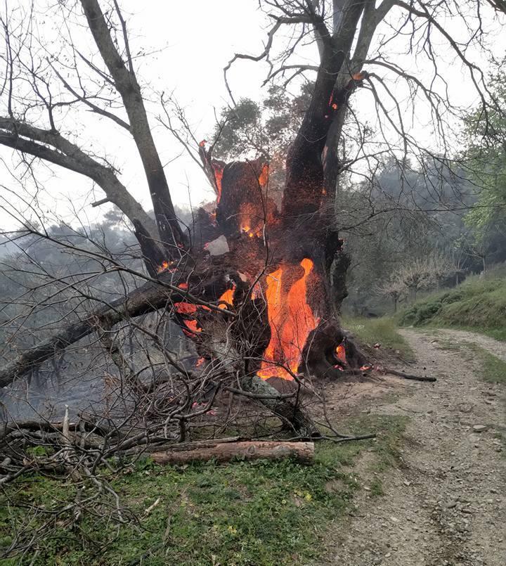 Πυρκαγιές: Οδηγίες ΙΣΑ προς ευπαθείς ομάδες - Media