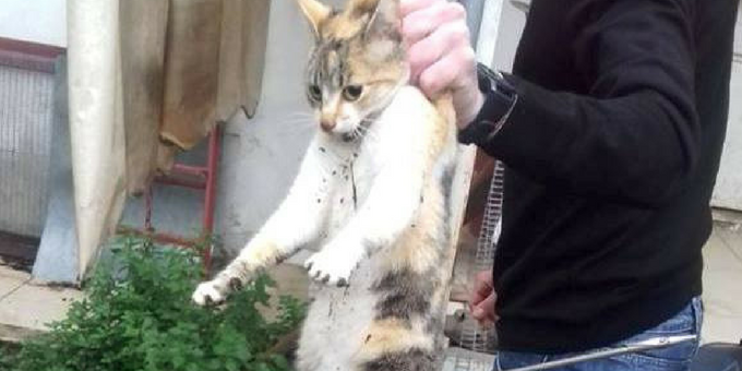 Ανθρωποειδές παγίδευσε γάτα και τη χτύπησε με ψαροντούφεκο (Σκληρές photo) - Media