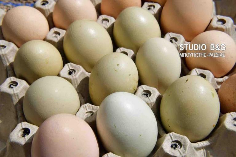 Οι κότες γεννούν πράσινα αυγά στο Ναύπλιο! (Photos) - Media